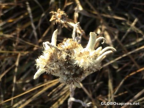 Postcard A Mongolian Edelweiss