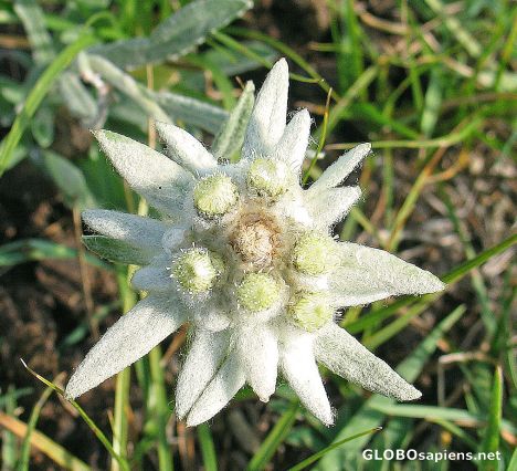 Postcard edelweiss