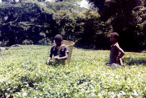 Postcard Mulanje Tea Pickers