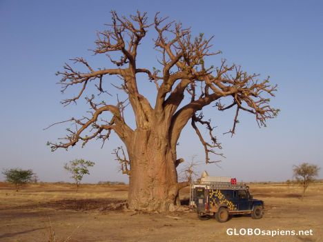 Postcard MY FAVORITE BAOBAB