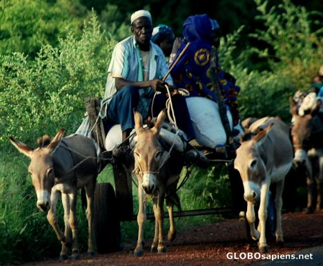 Postcard Three donkeys