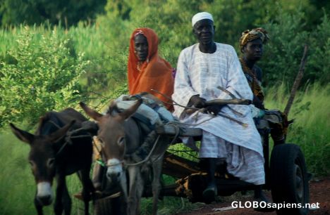 Postcard Riding the donkey cart