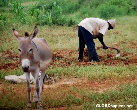 Postcard working the land