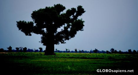 Postcard Baobab tree