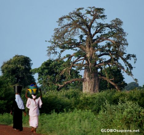 Postcard The Baobab