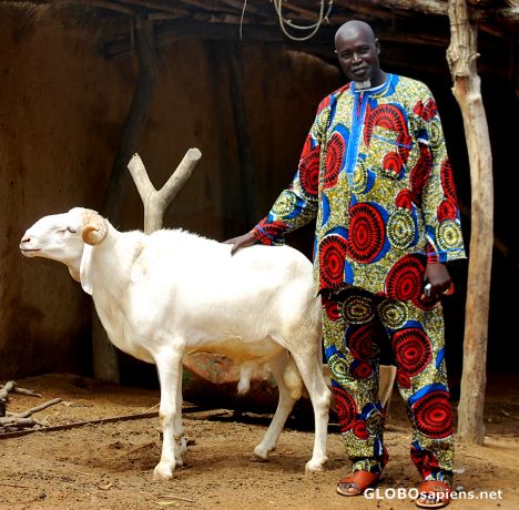 Postcard A man and his Ram