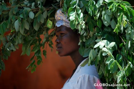 Postcard Caring Baobab leaves
