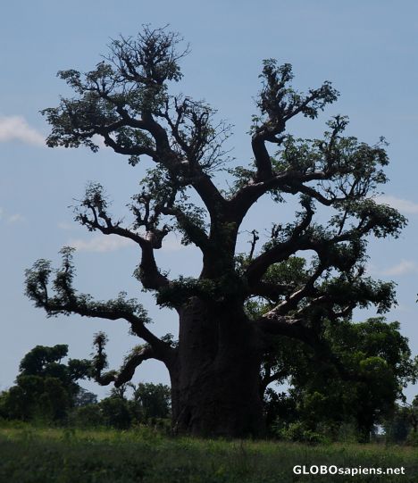 Postcard Baobab tree