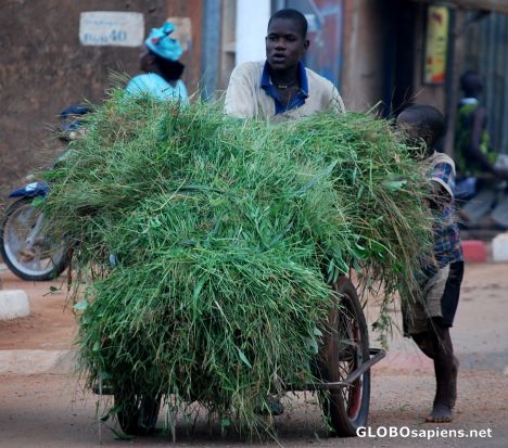 Postcard Grass for the animals