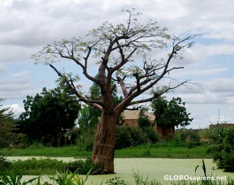 Postcard Baobab in a swamp