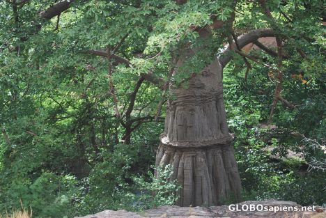 Postcard Baobab tree