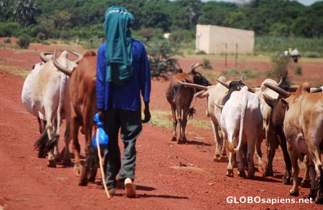 Postcard Fulani and his cattle