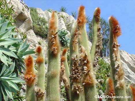 Postcard Jardin exotique