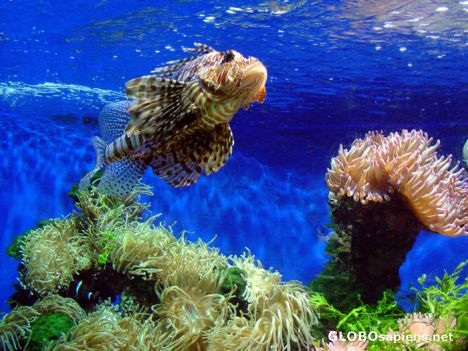 Postcard Monaco - Aquarium