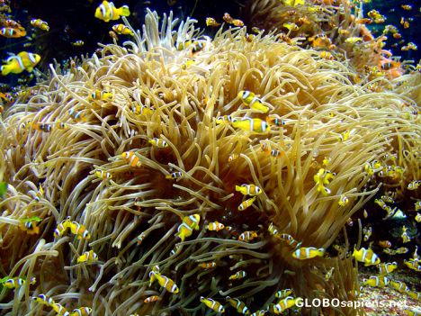 Postcard Monaco - Aquarium