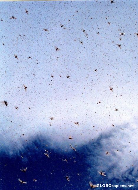 Postcard Locust Storm.