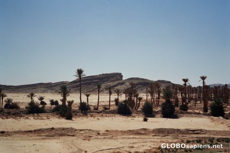 Postcard oasis