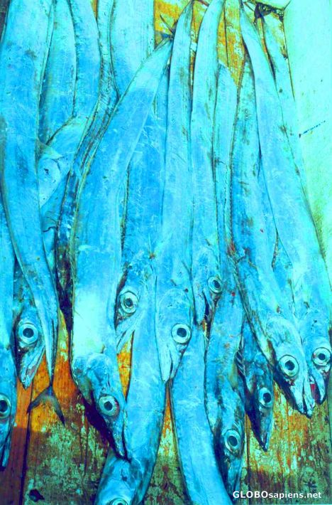 Postcard Big bug eyed fish.