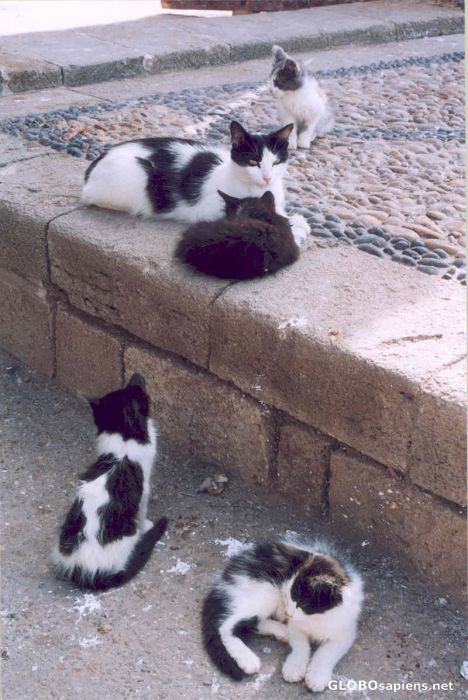 Postcard Cat family out fishing in the fish market.