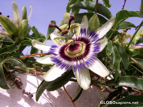 Postcard Blue Passion Flower