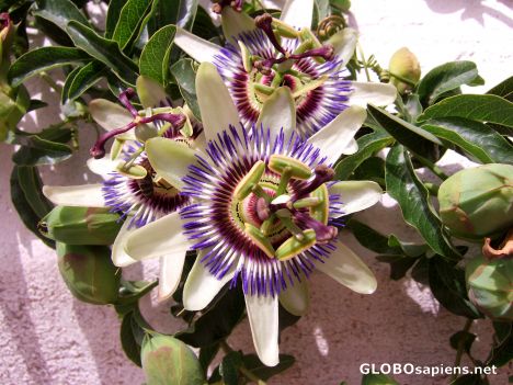 Postcard Three Passion Flowers & a bee