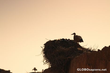 Postcard Stork