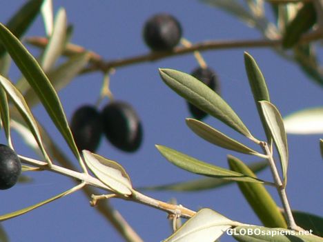 Postcard Olives