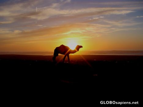 Postcard Camel sunset
