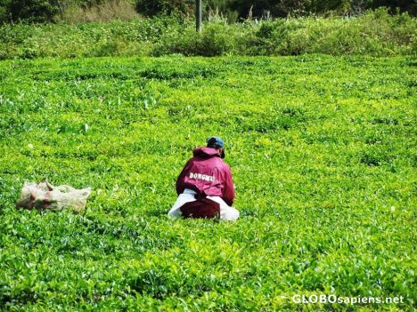 Postcard Plantacion de te