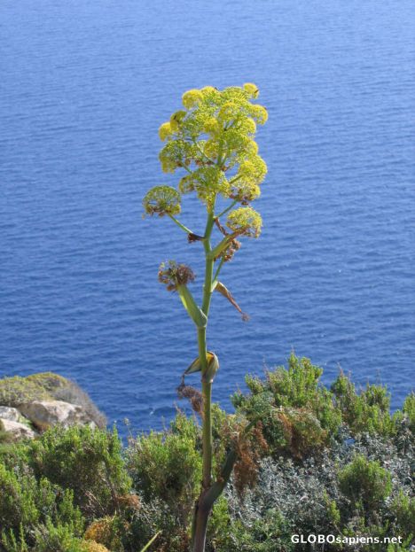 Postcard Ferula communis