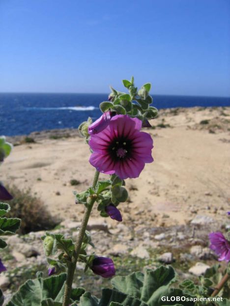 Postcard Lavatera arborea