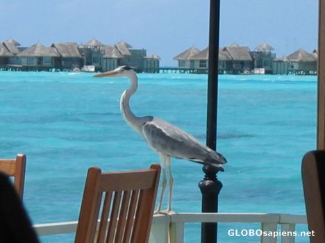 Postcard See Shore Bird