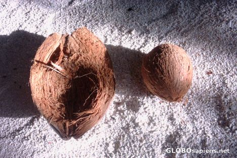 Postcard Maldivian coconut - by a swiss army knife
