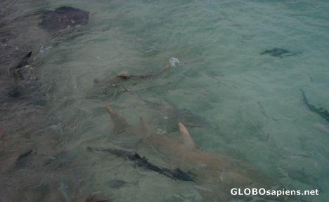 Postcard Maldivian native feeding the fishes 2