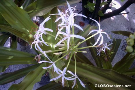 Postcard Maldivian fragrant flower