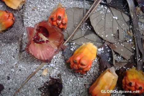 Postcard Maldivian fruits from a tree