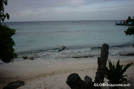 Postcard Maldivian starting heron on the beach