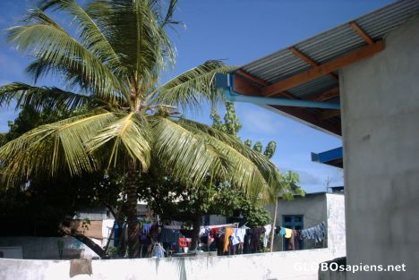 Postcard Maldivian local backyard 2