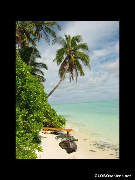Postcard Palm tree at the beach