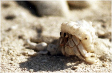 Postcard Anybody got a clue of the name of this crab?