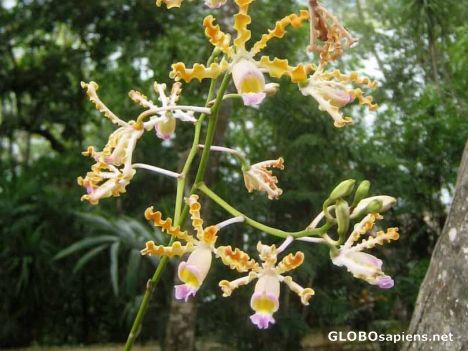 Postcard Rainforest Orchids