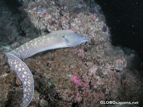 Postcard Eek, an Eel Las Murietas