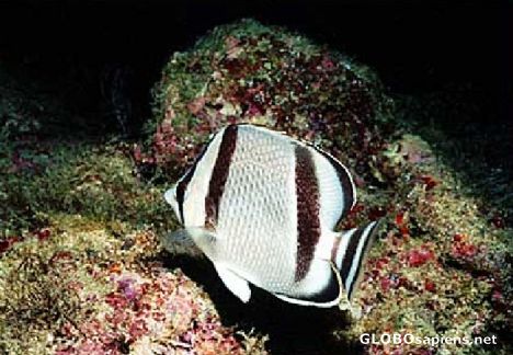 Postcard White Stripe Angel Fish
