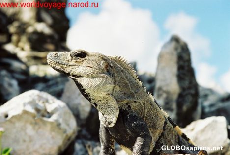 Postcard the iguana of tulum,quintana roo,yukatan,mexico