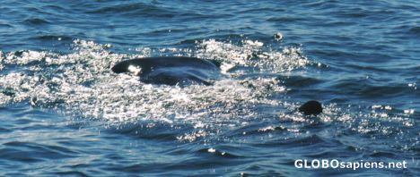 Postcard Whale shark