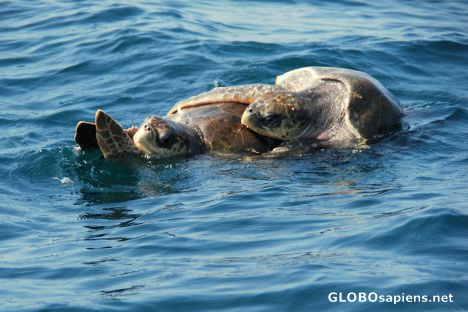 Postcard Turtle love 02