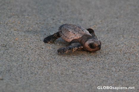 Postcard Cute baby turtle 01