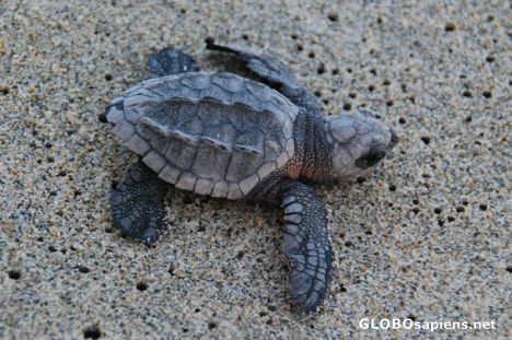 Postcard Very cute baby turtle 02