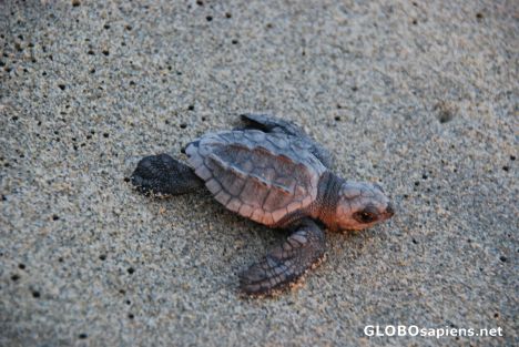 Postcard the end result of turtle love