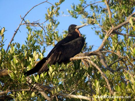 Postcard Frigate bird
